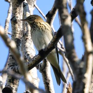 Tree Pipit