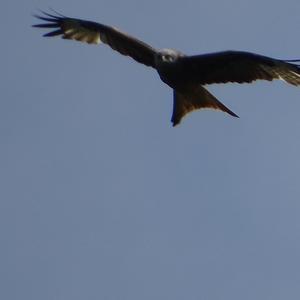 Red Kite