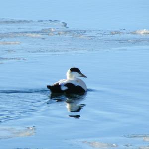 Common Eider