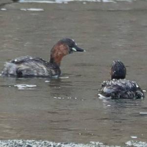 Little Grebe