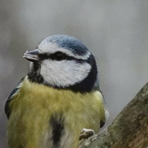 Blue Tit