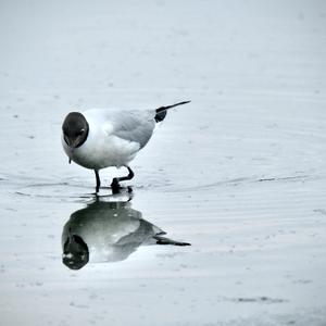 Black-headed Gull