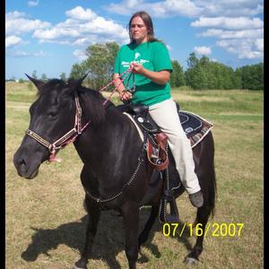 Morgan Horse