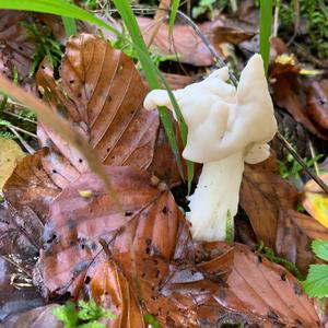 Fluted White Helvella