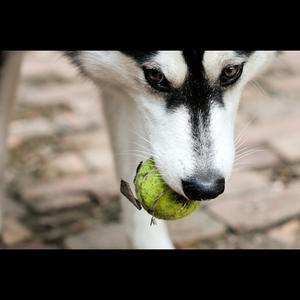 Unknown Breed
