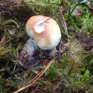 King Bolete