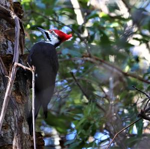 Pileated Woodpecker