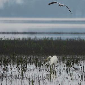 Great Egret