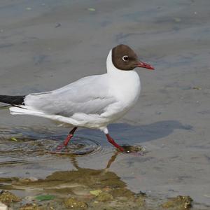 Black-headed Gull