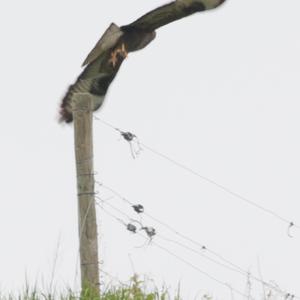 Common Buzzard