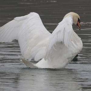 Mute Swan