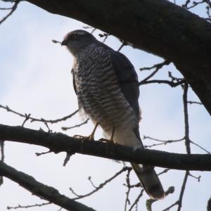 Eurasian Sparrowhawk