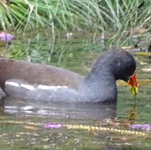 Common Moorhen