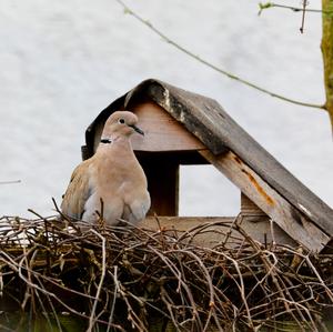 Eurasian Collared-dove