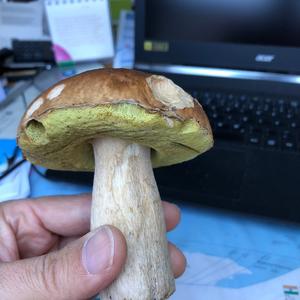 Bay Bolete