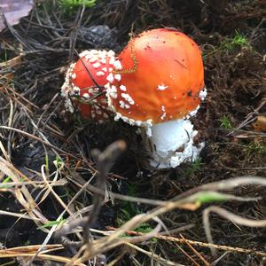 Fly Agaric