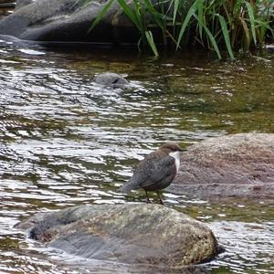 White-throated Dipper