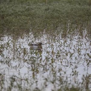 Garganey