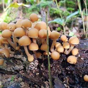 Clustered Psathyrella