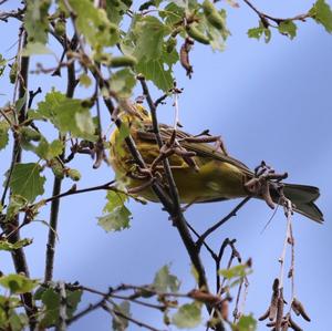 Yellowhammer