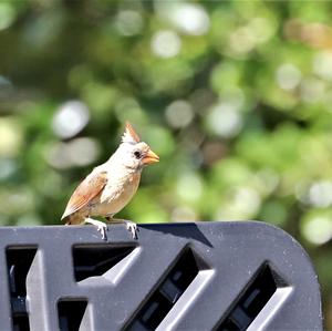 Northern Cardinal