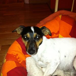 Jack Russell Terrier