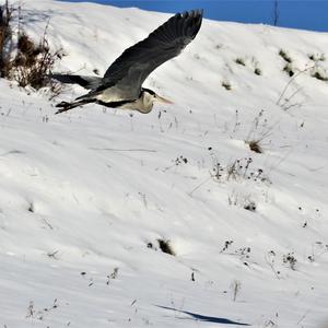 Grey Heron