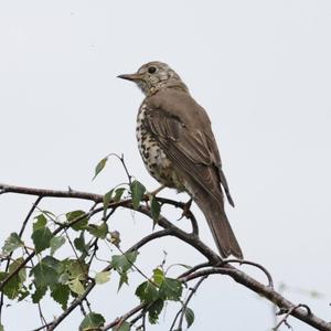 Mistle Thrush