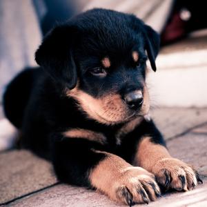 Rottweiler