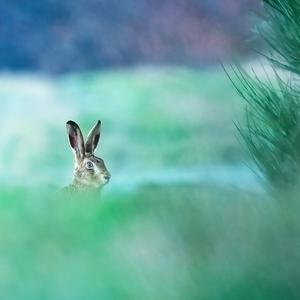 European Hare