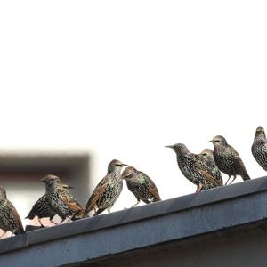 Common Starling