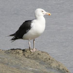 Lesser Black-backed Gull