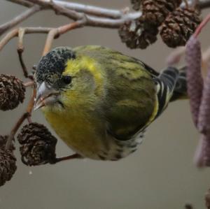 Eurasian Siskin