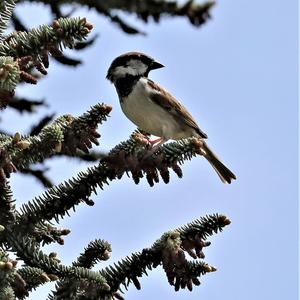 House Sparrow