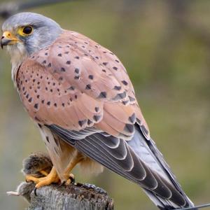 Common Kestrel