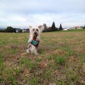 Chinese Crested Dog