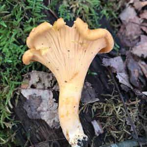 Chanterelle, Common