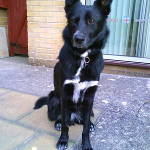 Unknown Breed