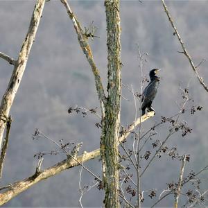 Great Cormorant