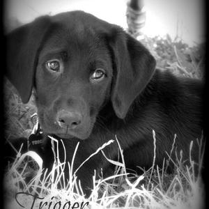 Retriever (Labrador)