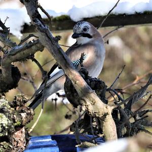 Eurasian Jay