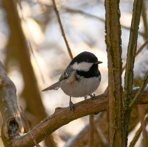 Coal Tit