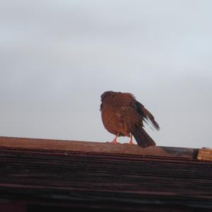 Eurasian Blackbird