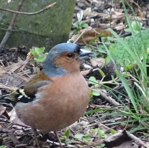 Eurasian Chaffinch