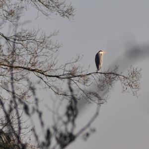 Grey Heron