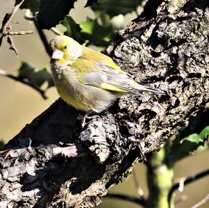 European Greenfinch