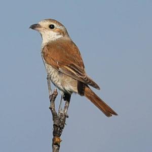 Red-backed Shrike