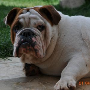 Englische Bulldogge