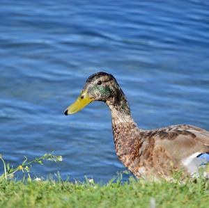 Mallard