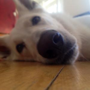 Berger Blanc Suisse